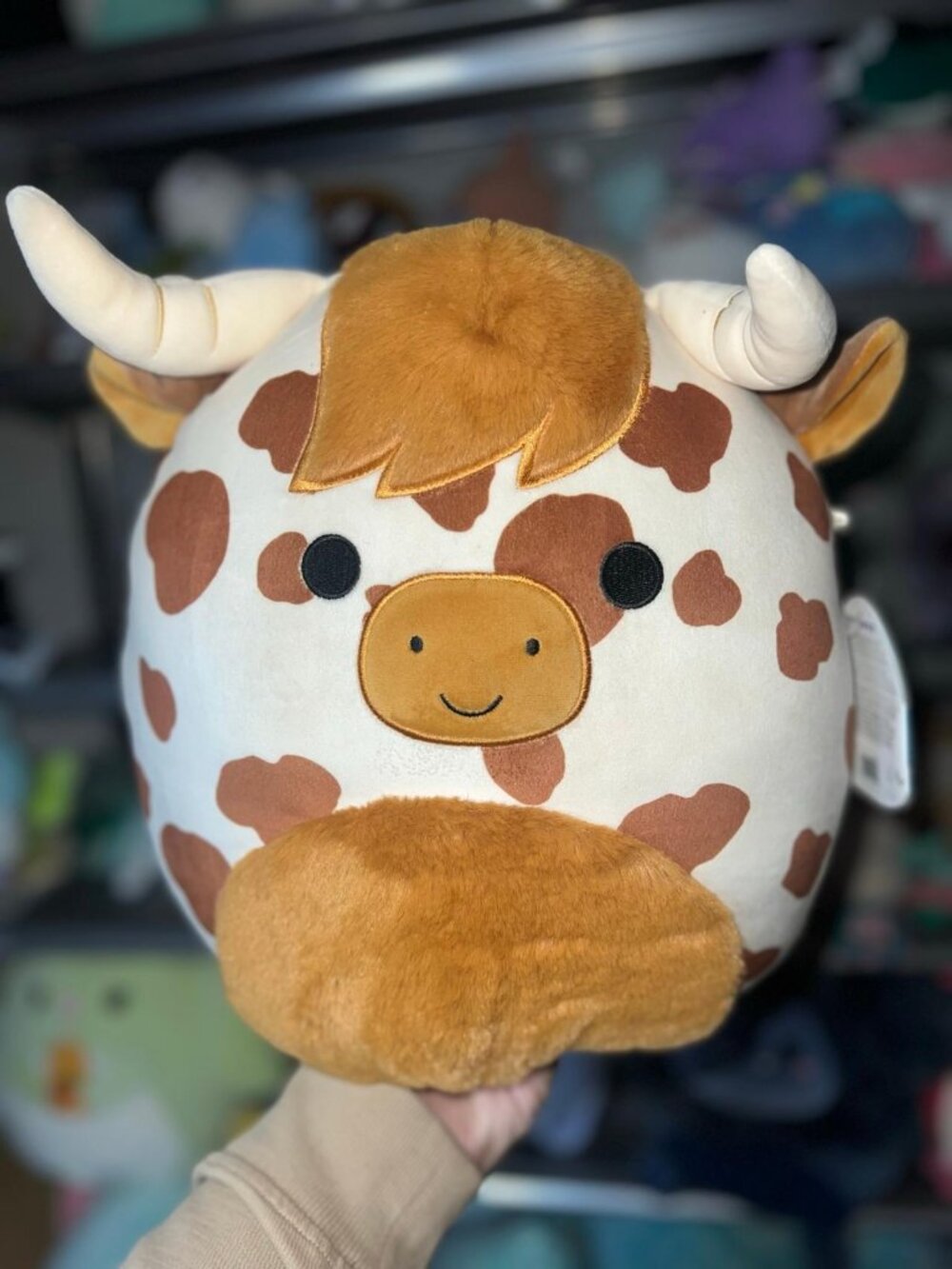 Alonzo the Spotted Highland Cow 12” Squishmallow NWT